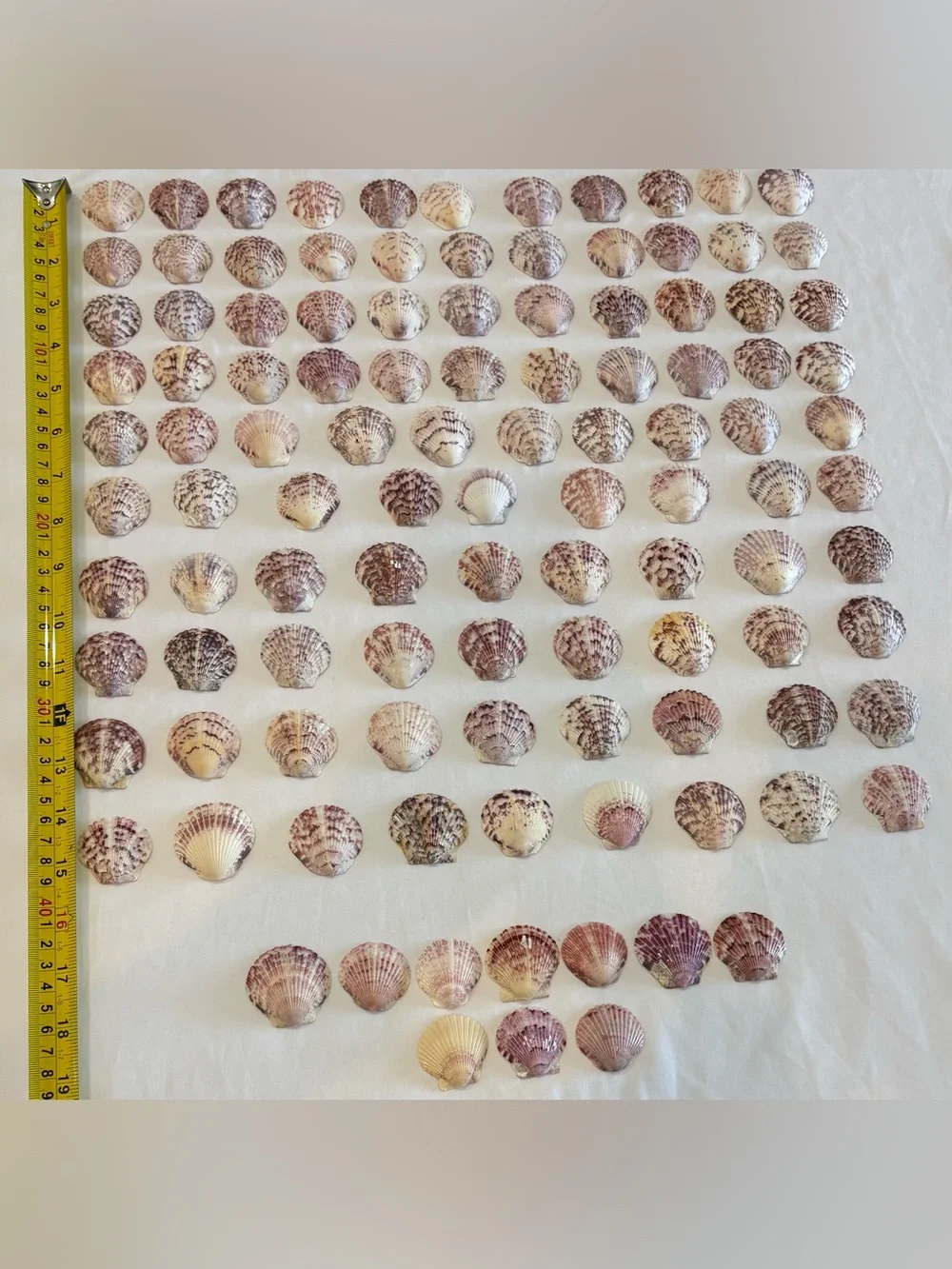 109 LOT SEA SHELLS SANIBEL FL.  SCALLOP 1.25 - 1.5 MIX COLORS CRAFT /COLLECT LOT